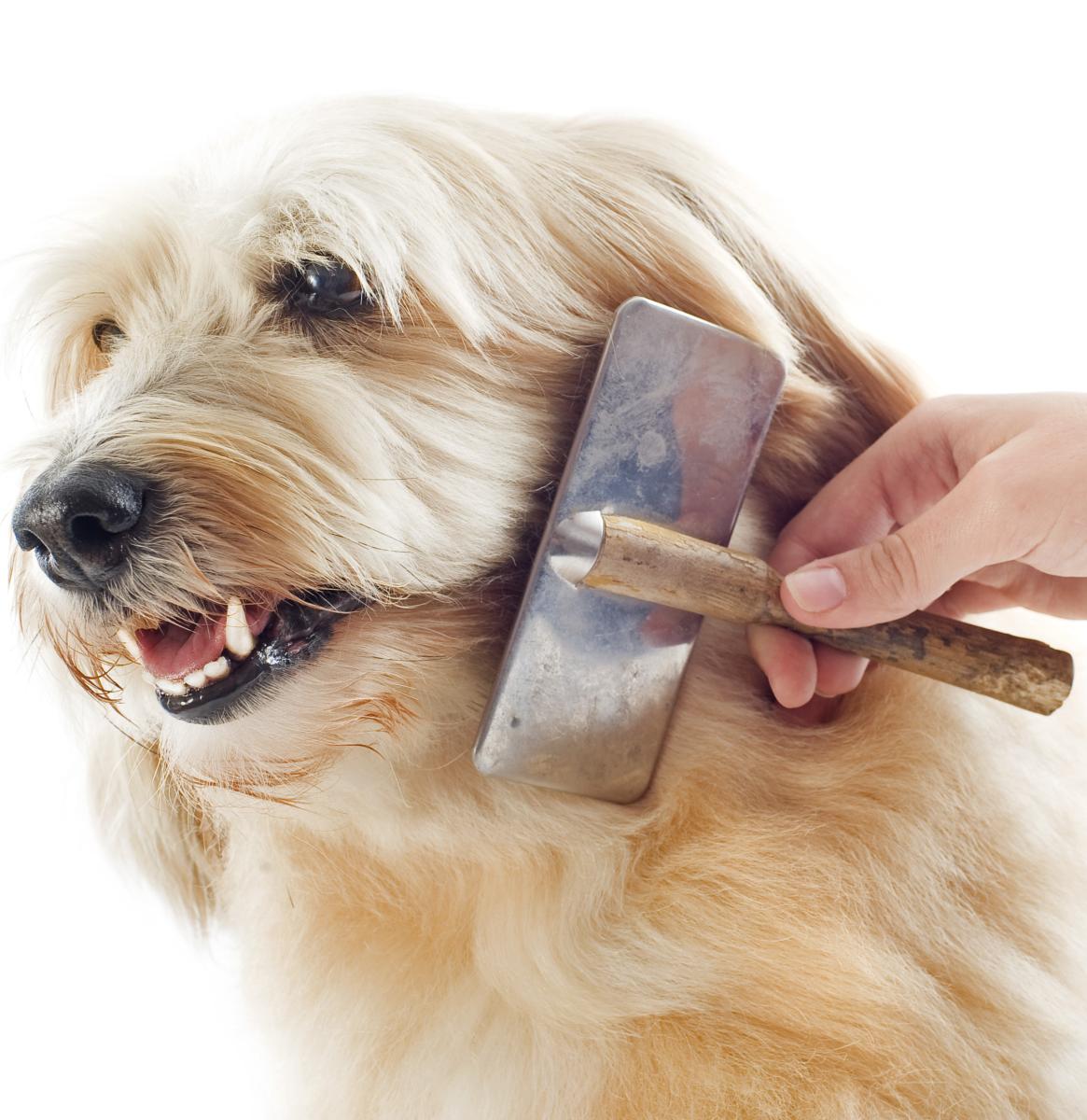 Brosses et démêloirs