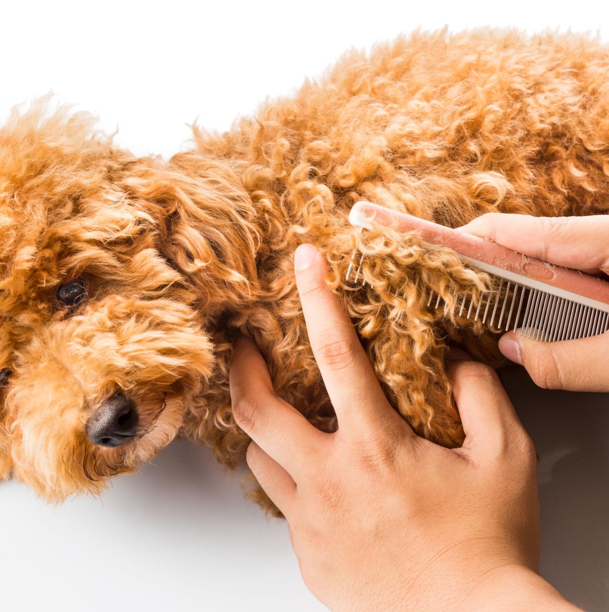 Peignes étrilles rateaux